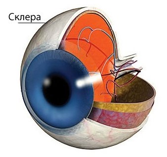 Неправильная форма глазного яблока является причиной близорукости